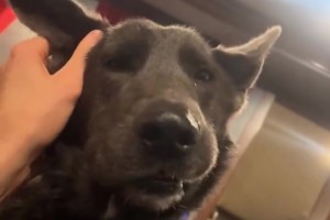 成为解说员意味着什么？麦迪：只要努力不管在哪都会成功！